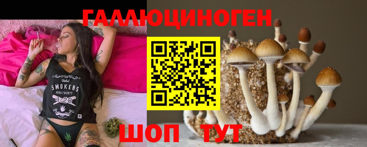 Псилоцибиновые грибы Psilocybine cubensis Черногорск